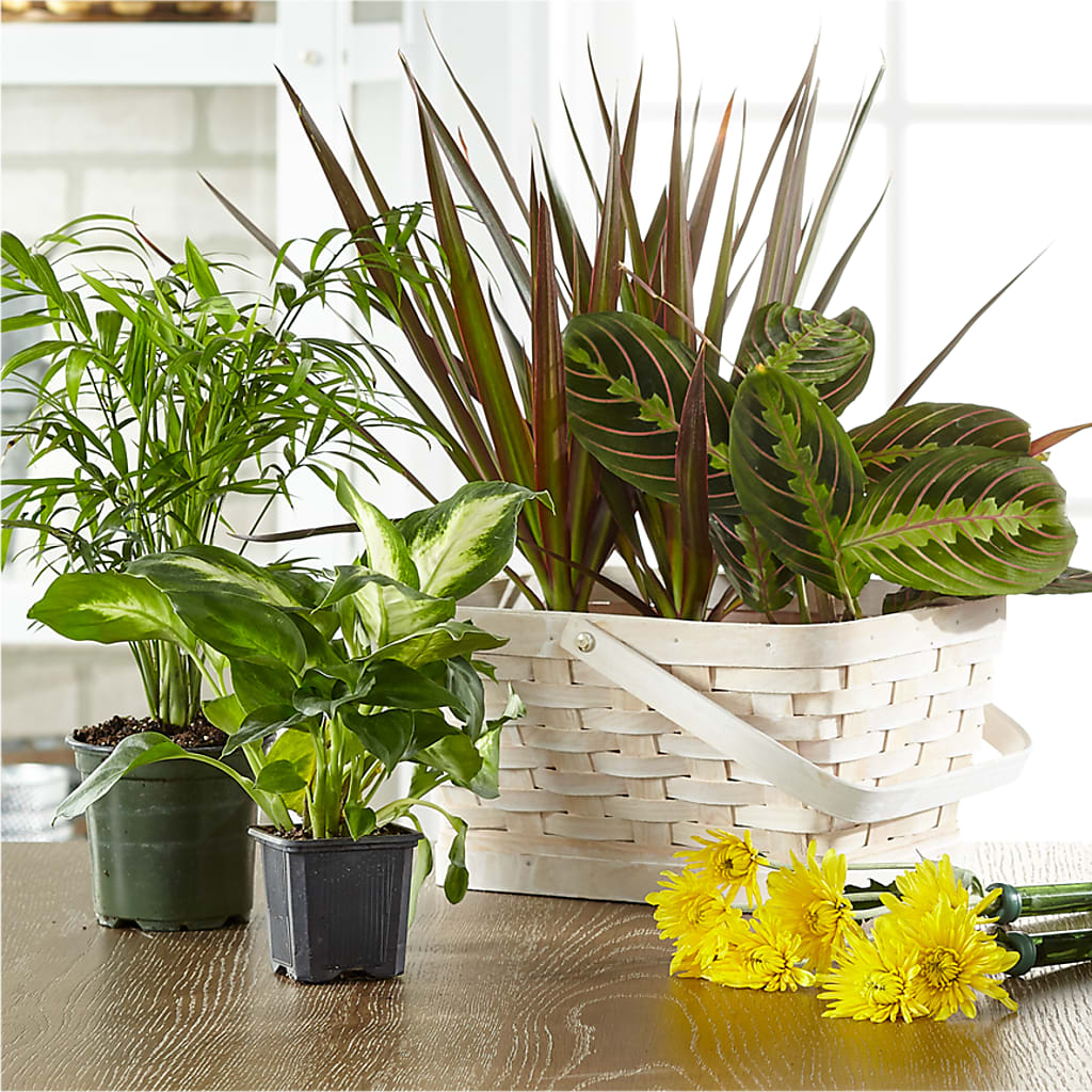 Florist Designed Blooming and Green Plants in a Basket – Maes Flower Shop, Ville Platte LA