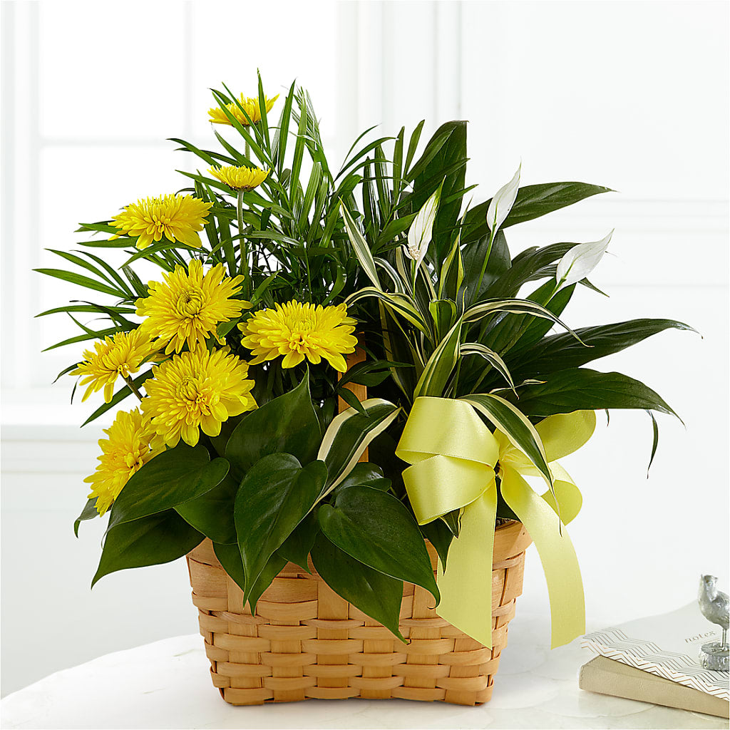 Loving Light Dishgarden – Maes Flower Shop, Ville Platte LA