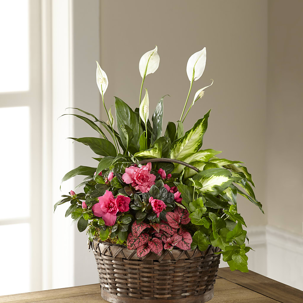 Dream in Pink Dishgarden – Maes Flower Shop, Ville Platte LA