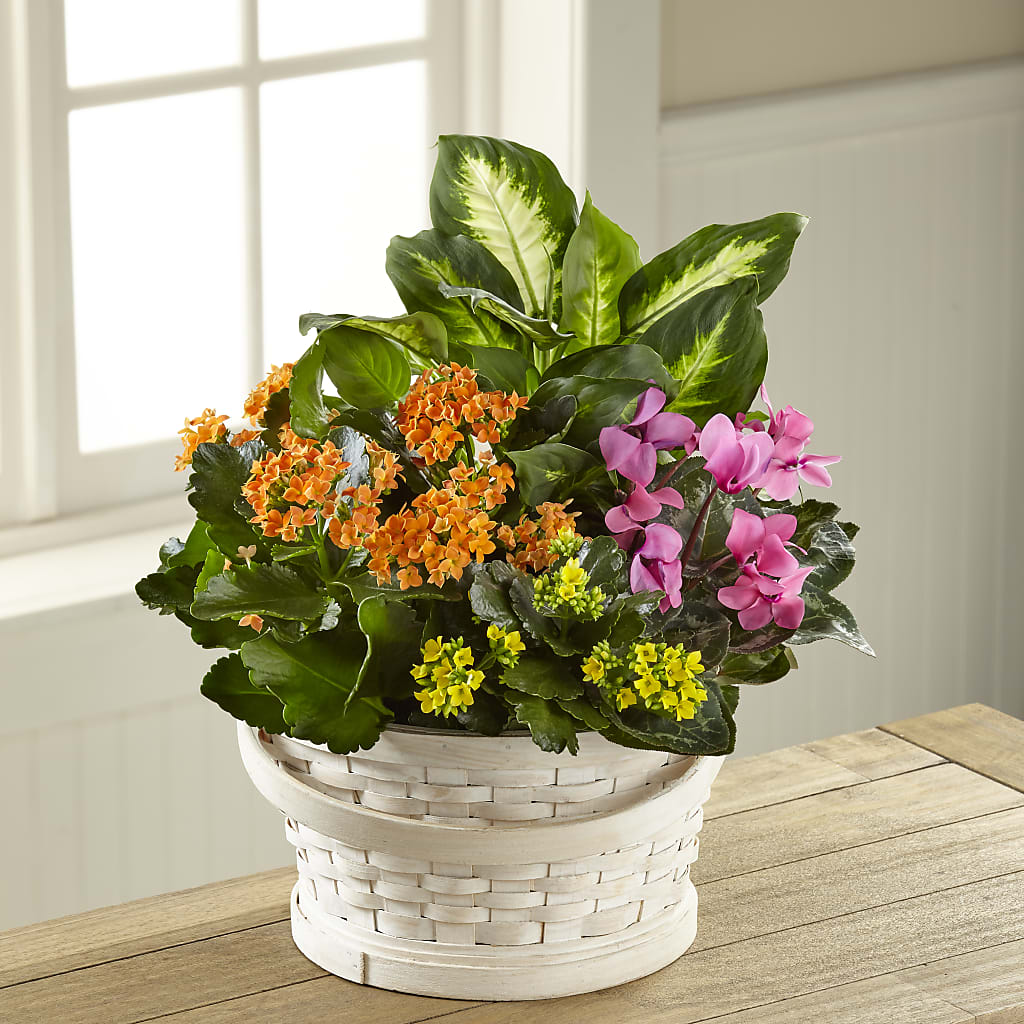 Color Crush Dishgarden – Maes Flower Shop, Ville Platte LA