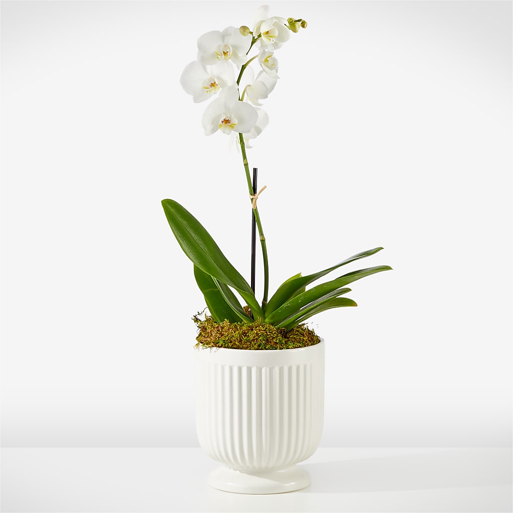 Whispering White Orchid – Maes Flower Shop, Ville Platte LA