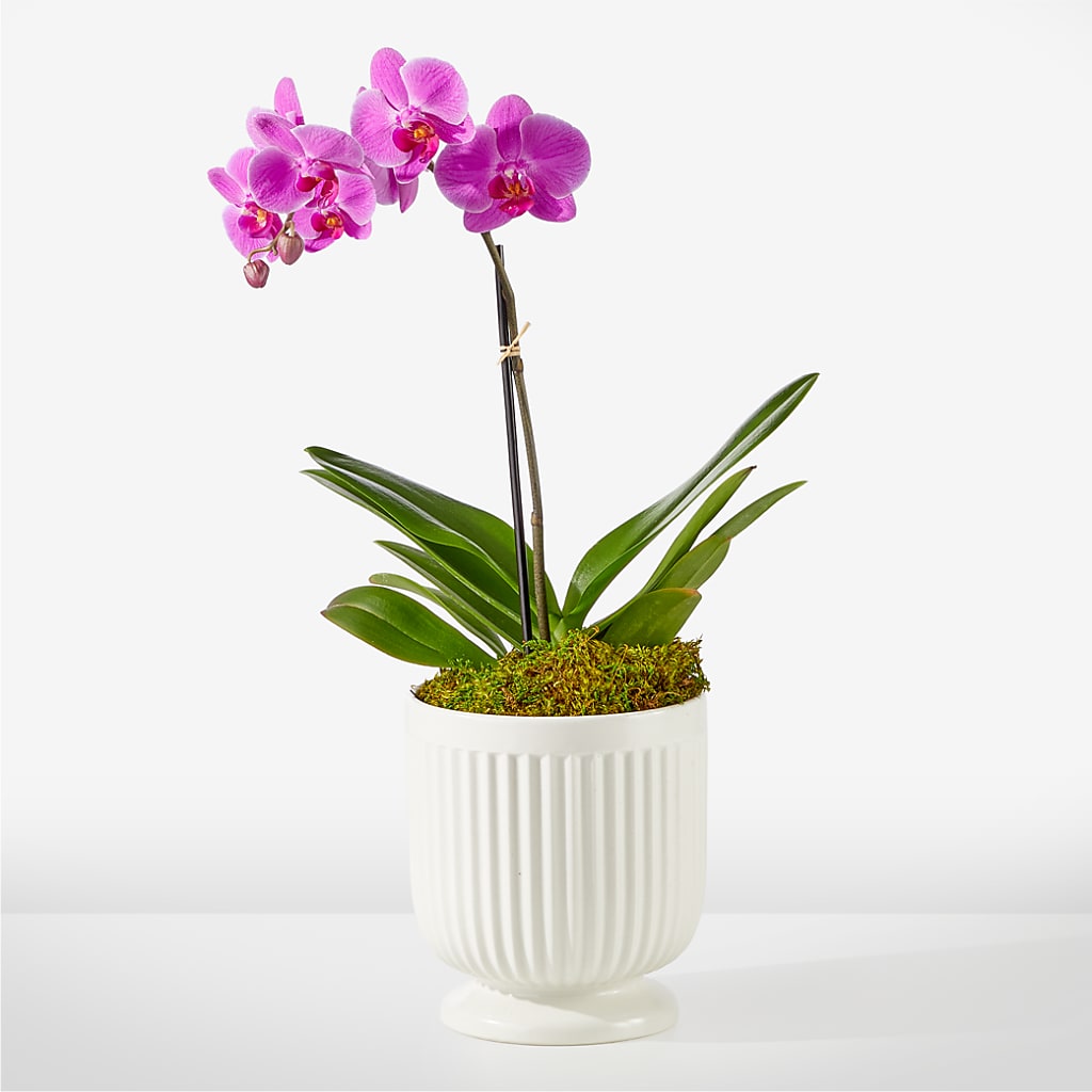 Friendly Fuchsia Orchid – Maes Flower Shop, Ville Platte LA