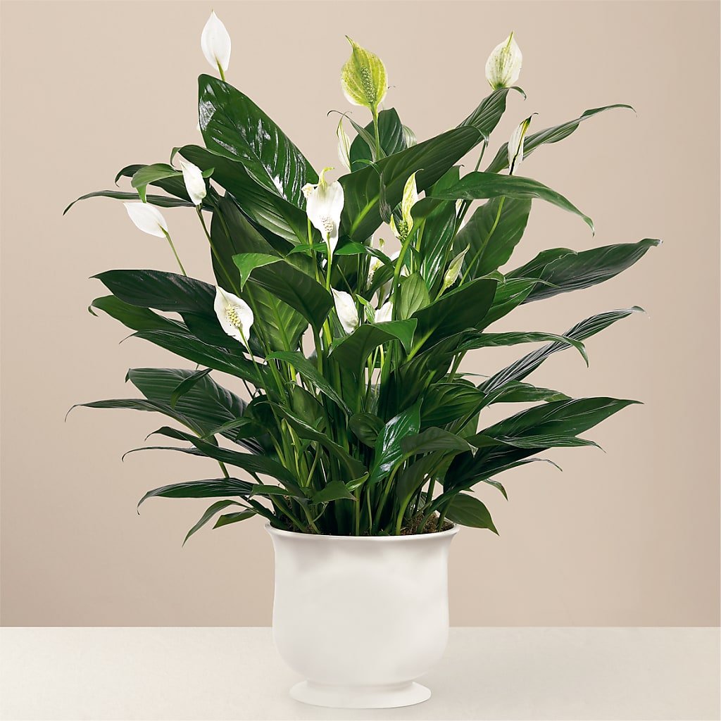 Comfort Planter – Maes Flower Shop, Ville Platte LA