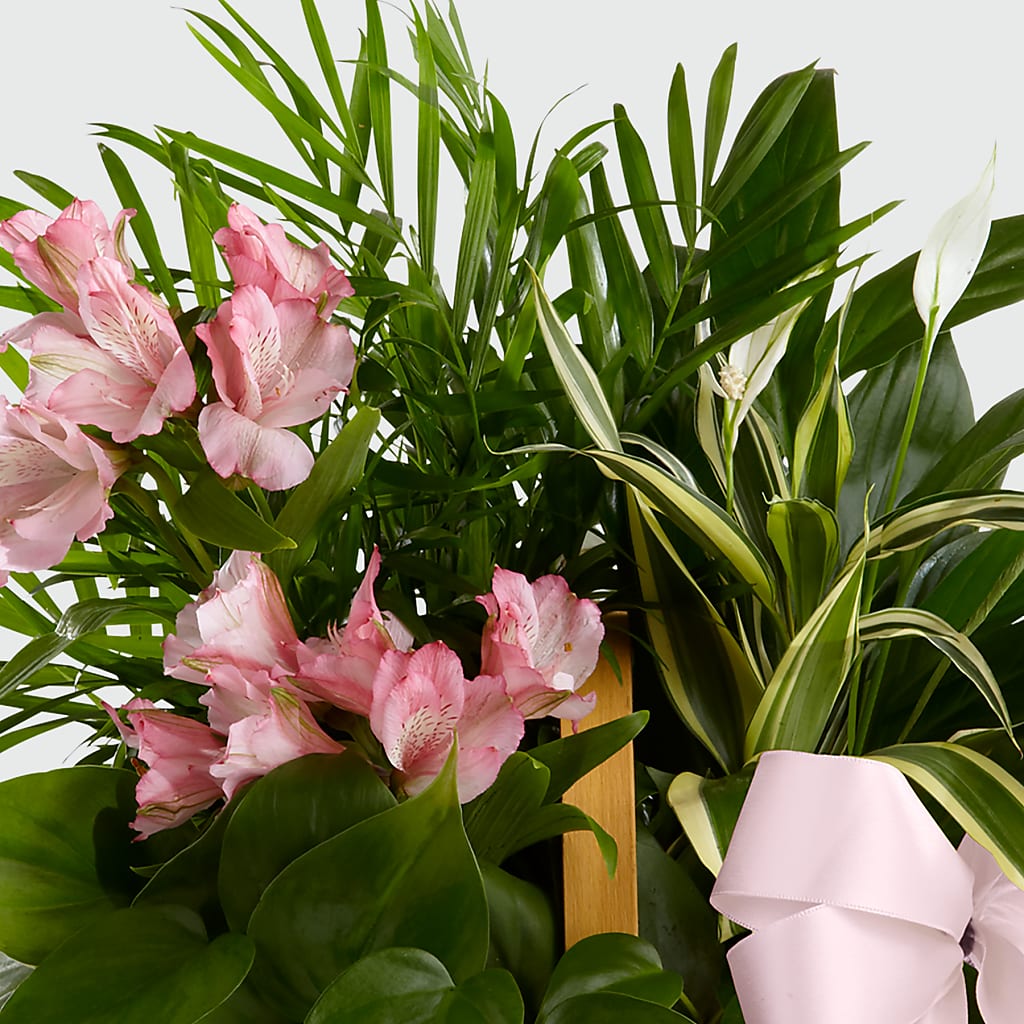 Living Spirit Dishgarden – Maes Flower Shop, Ville Platte LA