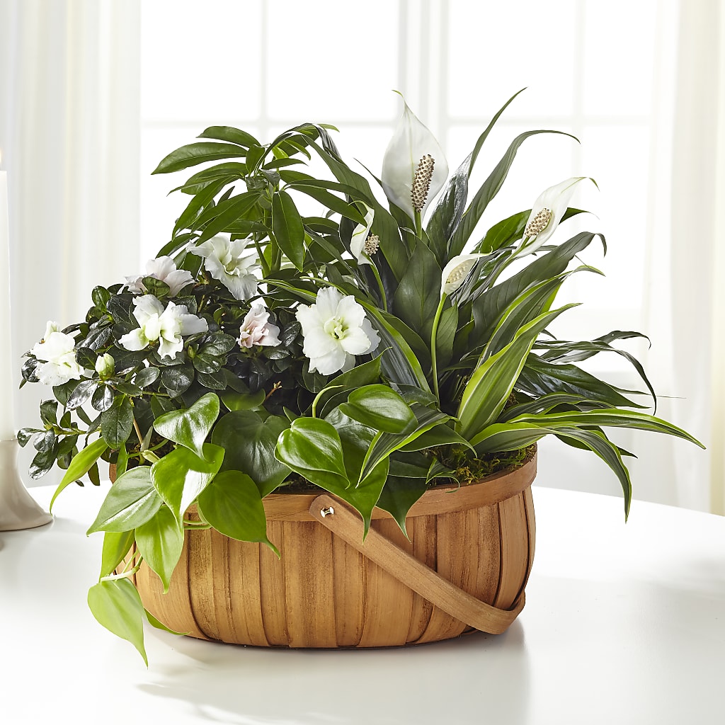Serene Dishgarden – Maes Flower Shop, Ville Platte LA