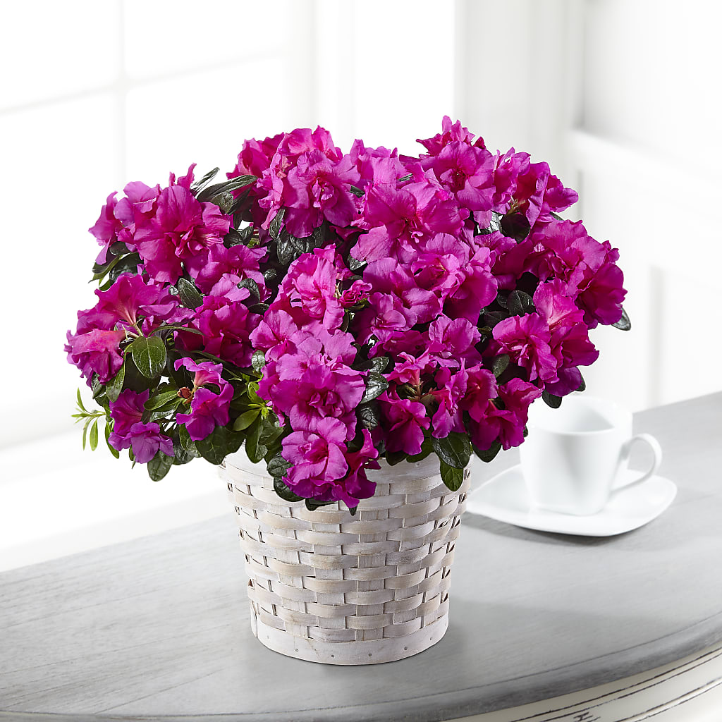 Hope & Serenity Azalea Plant – Maes Flower Shop, Ville Platte LA