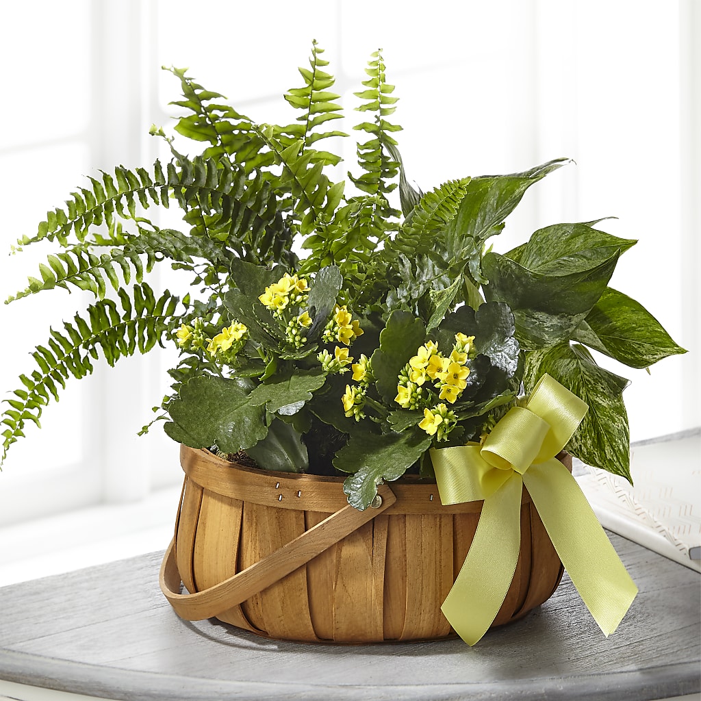 Always Dear Dishgarden – Maes Flower Shop, Ville Platte LA