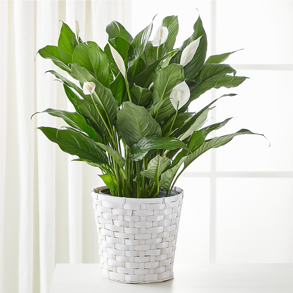 A New Leaf Peace Lily – Maes Flower Shop, Ville Platte LA