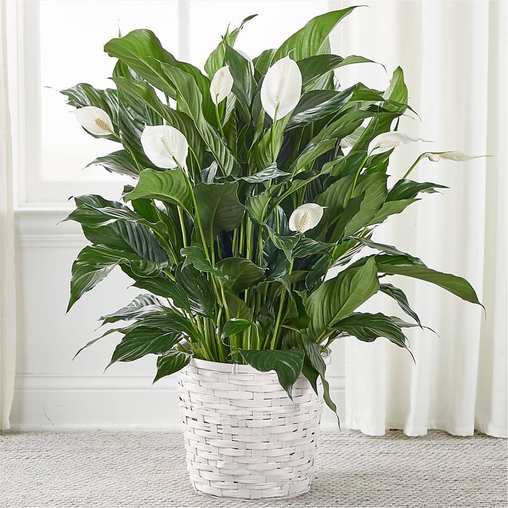 A New Leaf Peace Lily – Maes Flower Shop, Ville Platte LA
