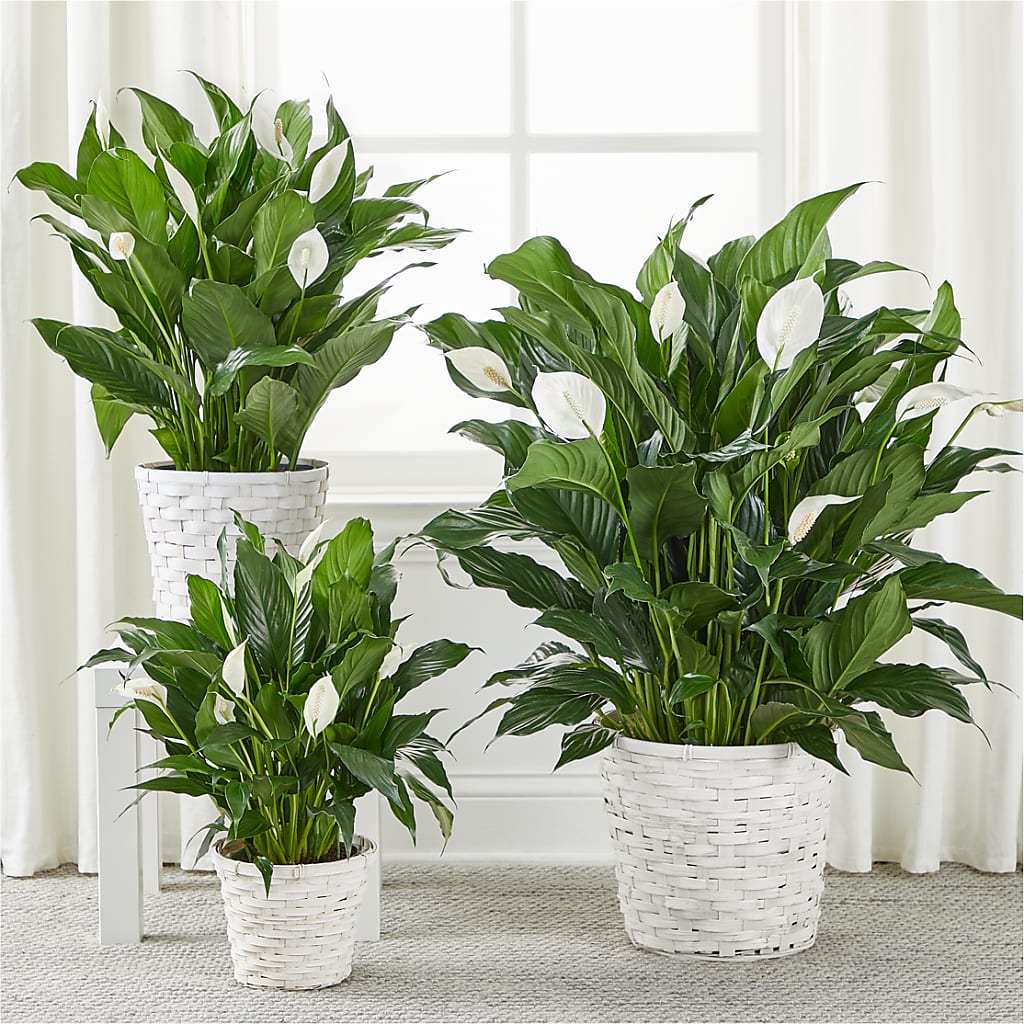 A New Leaf Peace Lily – Maes Flower Shop, Ville Platte LA