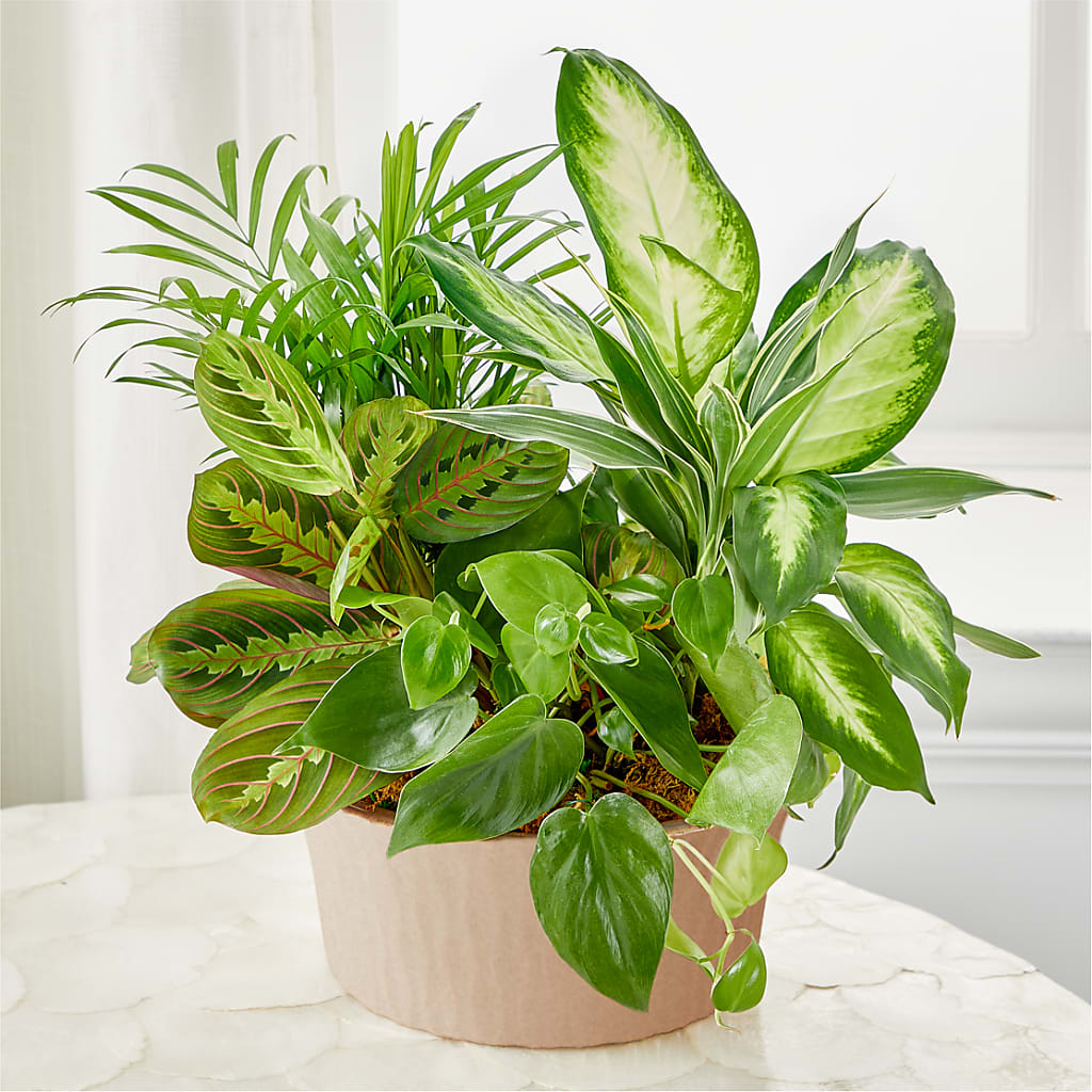 Balance & Harmony Dishgarden – Maes Flower Shop, Ville Platte LA