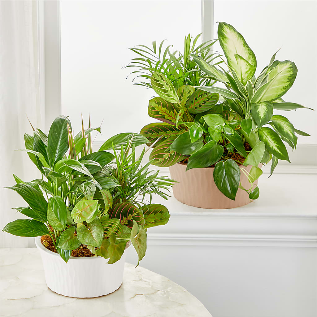 Balance & Harmony Dishgarden – Maes Flower Shop, Ville Platte LA