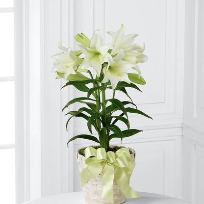 Easter Lily Plant –  Maes Flower Shop, Ville Platte LA