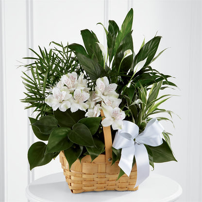 Peace & Serenity Dishgarden –  Maes Flower Shop, Ville Platte LA