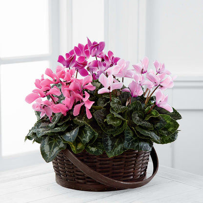 Mixed Cyclamen Planter –  Maes Flower Shop, Ville Platte LA