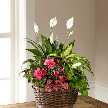 Dream in Pink Dishgarden –  Maes Flower Shop, Ville Platte LA