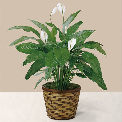 Tranquil Moments Peace Lily Plant –  Maes Flower Shop, Ville Platte LA