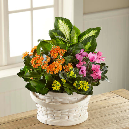 Color Crush Dishgarden –  Maes Flower Shop, Ville Platte LA