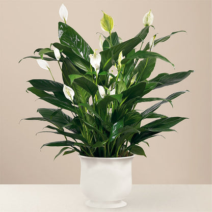 Comfort Planter –  Maes Flower Shop, Ville Platte LA