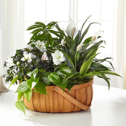 Serene Dishgarden –  Maes Flower Shop, Ville Platte LA