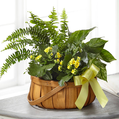 Always Dear Dishgarden –  Maes Flower Shop, Ville Platte LA