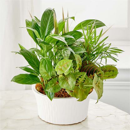Balance & Harmony Dishgarden –  Maes Flower Shop, Ville Platte LA